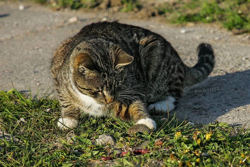 Katze (Felis catus) jagd und spielt mit erbeuteter Feldmaus (Microtus arvalis), Brandenburg, Deutschland