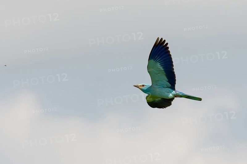 European Roller (Coracias garrulus) flying, Puszta, Hungary