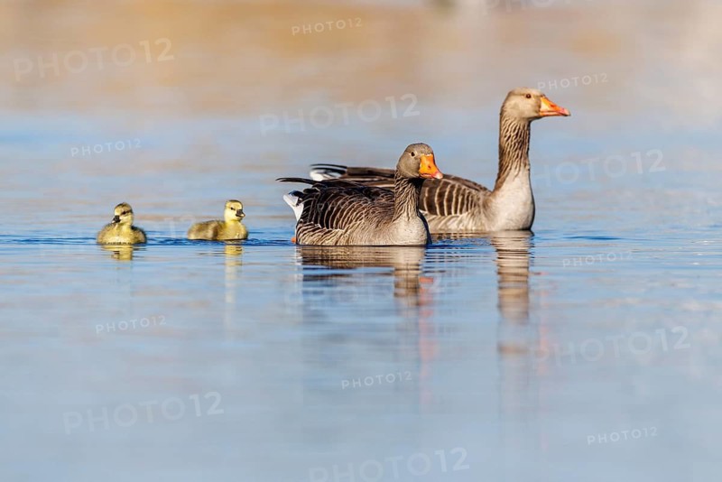 Greylag geese with goslings (Anser anser), Germany