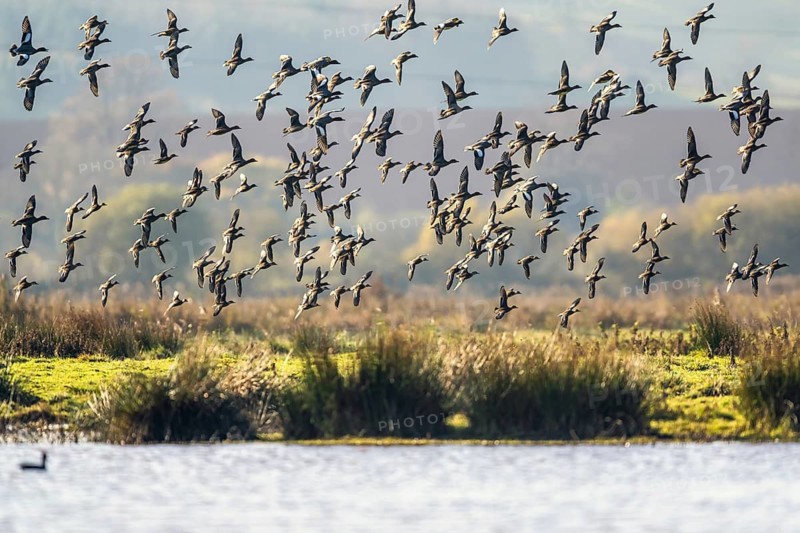 Eurasian Wigeon (Mareca penelope), birds in flight over Marshes at winter time
