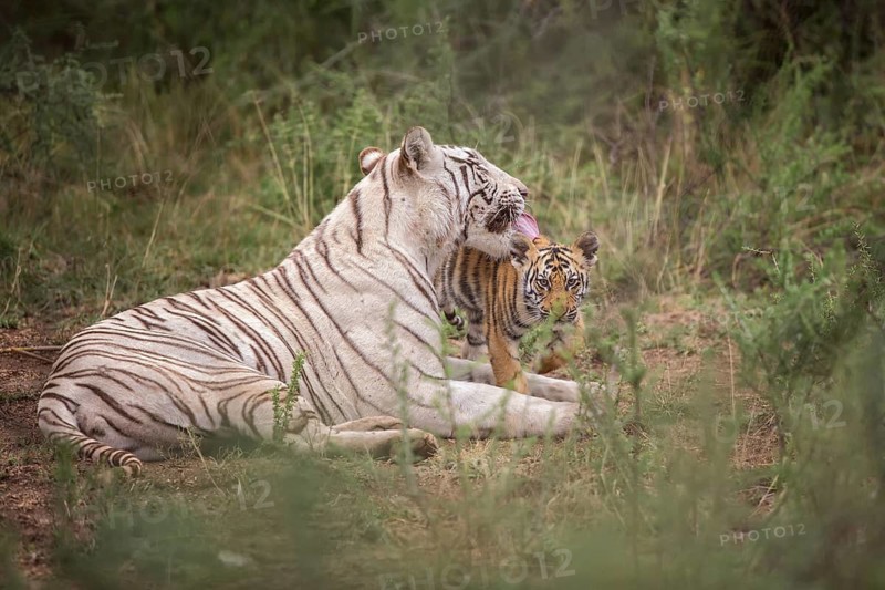 Bengal Tiger (Panthera tigris) white morph mother with cub, captive, Philippolis, South Africa