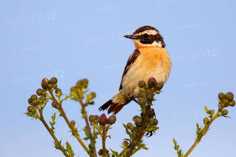 Whinchat (Saxicola rubetra), Saxony-Anhalt, Germany