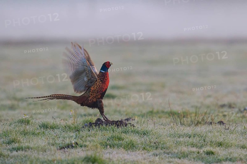 Common Pheasant (Phasianus colchicus) male flapping wings, North Rhine-Westphalia, Germany