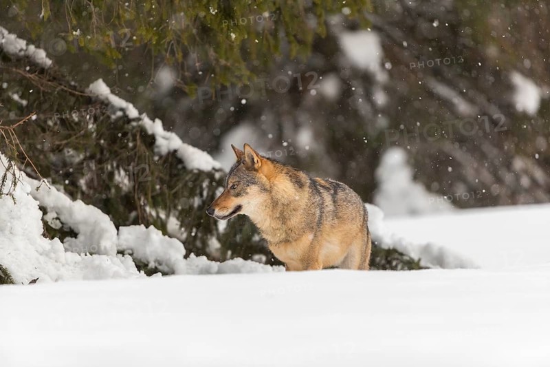 One male eurasian gray wolf (Canis lupus lupus) walking thru deep snow during snow fall. A forest in the background