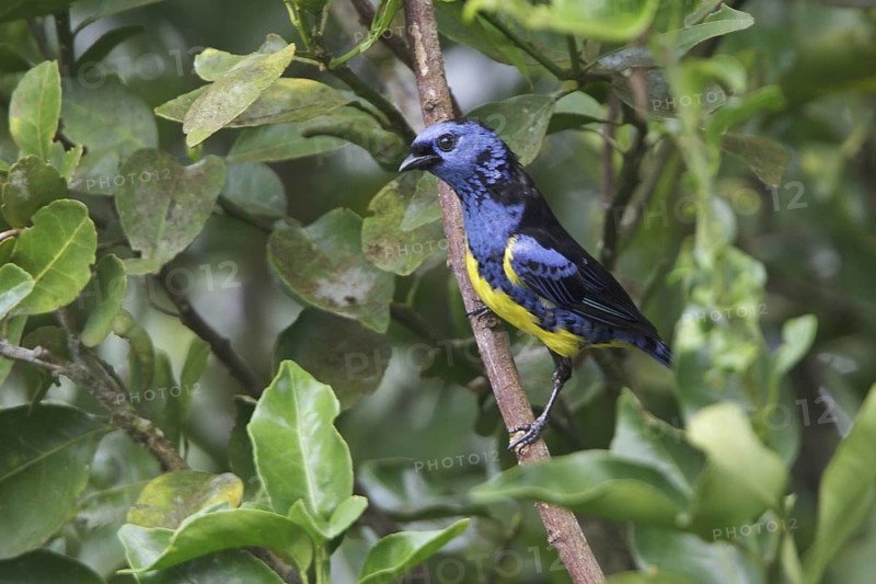Turquoise Tanager (Tangara mexicana) perched on a branch in Ecuador, South America