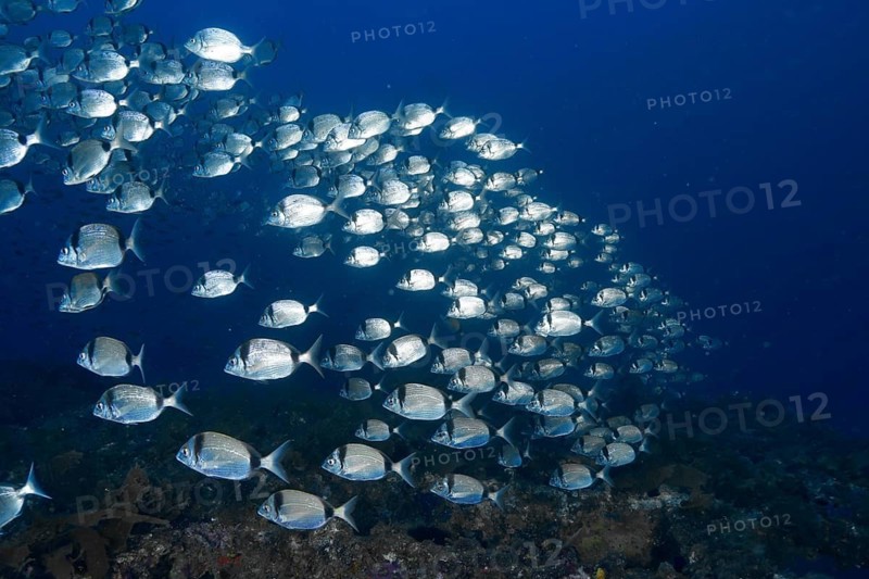 Large school of silver fish, two-banded seabream (Diplodus vulgaris), swimming in deep blue water, dive site peninsula Giens, Mediterranean Sea, Porquerolles, Provence, Côte d'Azur, France