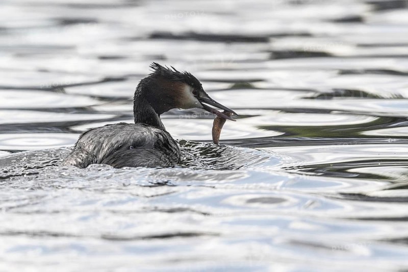 Great Crested Grebe (Podiceps scalloped ribbonfish) with fish, Emsland, Lower Saxony, Germany