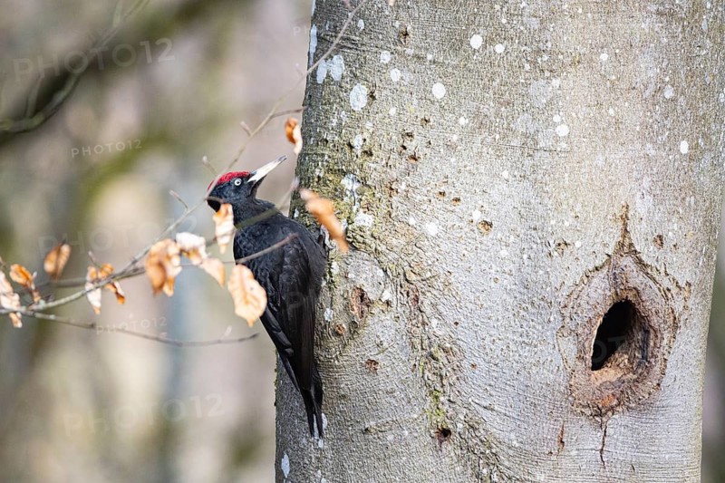 Black woodpecker (Dryocopus martius) ml Germany