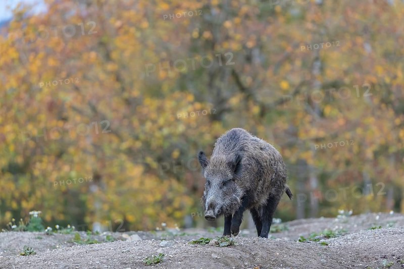 One wild boar or wild pig (Sus scrofa), walking over an opening in early morning light, searching for food, with an autumnal colored forest in the background