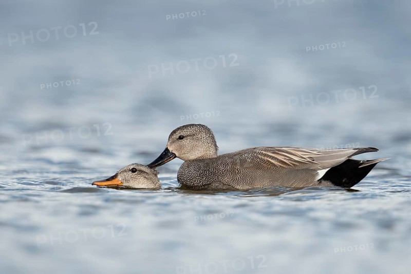 Gadwall (Mareca strepera) pair mating, Schleswig-Holstein, Germany