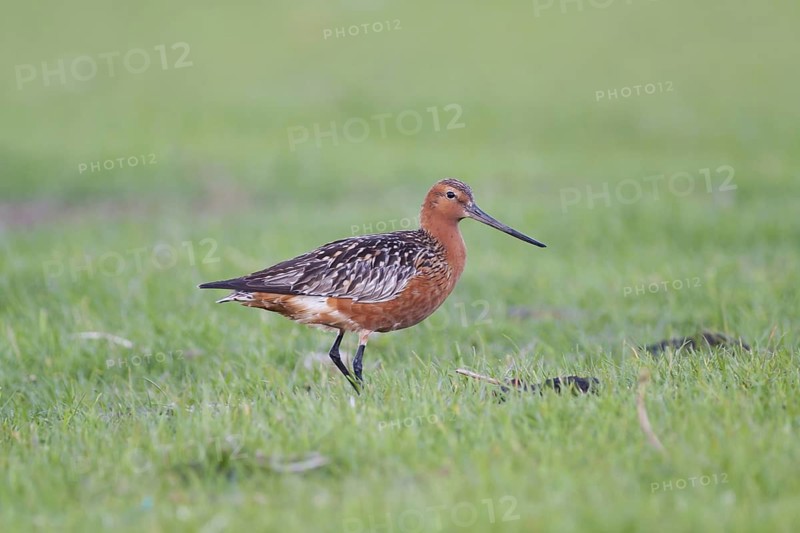 Bar-tailed Godwit (Limosa lapponica) male, Schleswig-Holstein, Germany