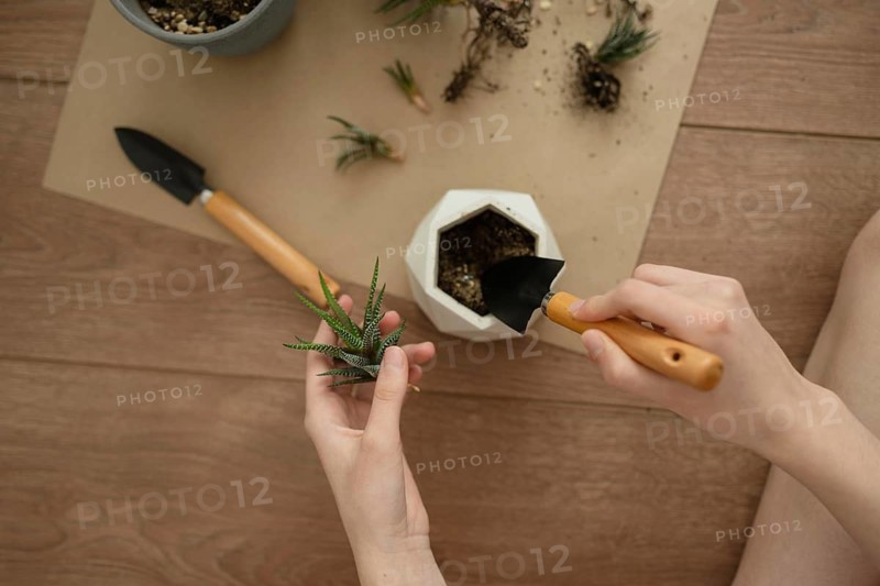 Hands planting a haworthia in a geometric pot, using small garden tools on a wooden surface, creating a serene and meticulous gardening atmosphere