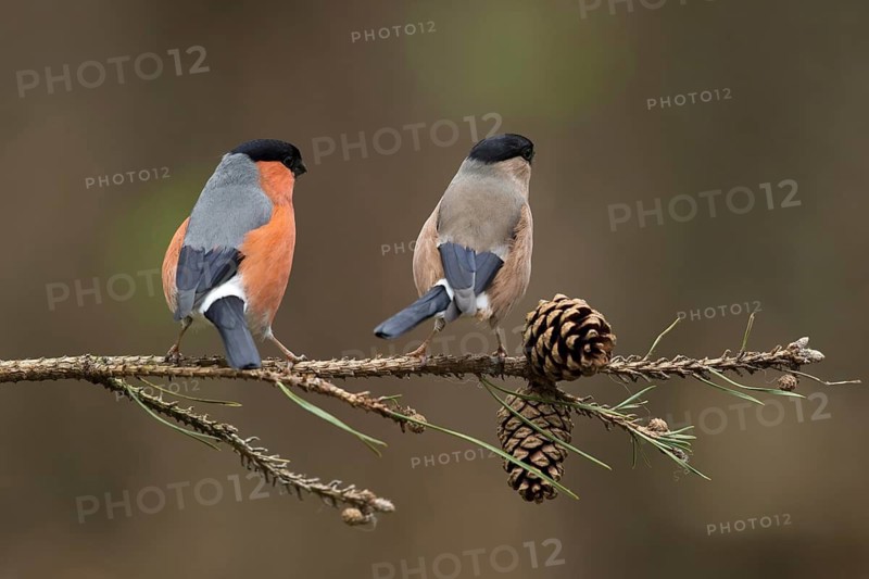 Goudvink bals gedrag, Bullfinch mating behaviour