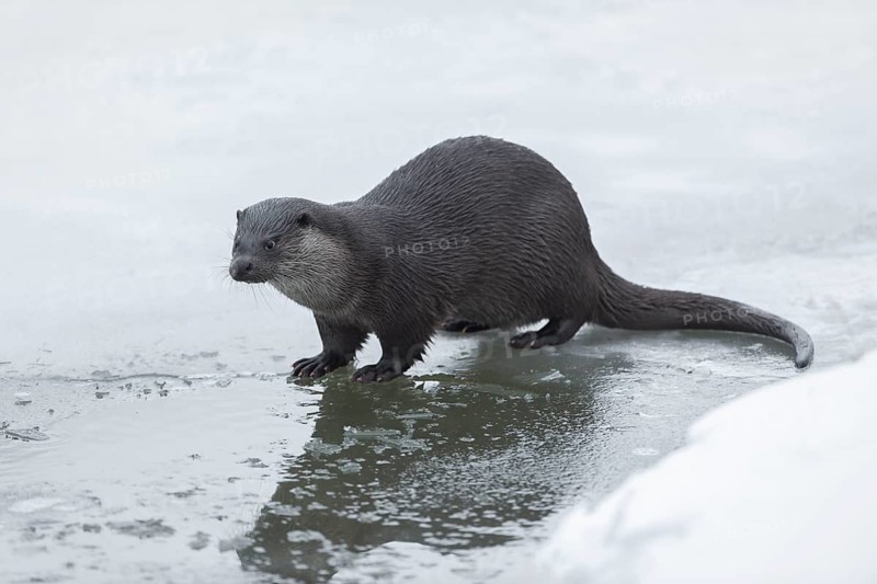 Otter (Lutra lutra) in winter at a partly frozen pond, snow, Germany
