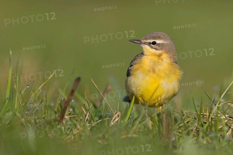 Wiesenschafstelze, Schafstelze, Blue-headed Yellow Wagtail, Motacilla flava flava, Bergeronnette printanière, Lavandera Boyera