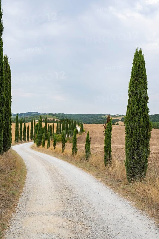 Road going through Cypress trees in a Typical Tuscan landscape in Crete Senesi with hills, trees, fields, cypresses and farm road in summer, Tuscany, Italy