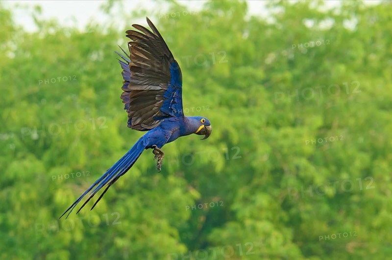 An exotic blue parrot flies against a backdrop of dense green vegetation: the hyacinth macaw (Anodorhynchus hyacinthinus), Bonito, Pantanal, Brazil