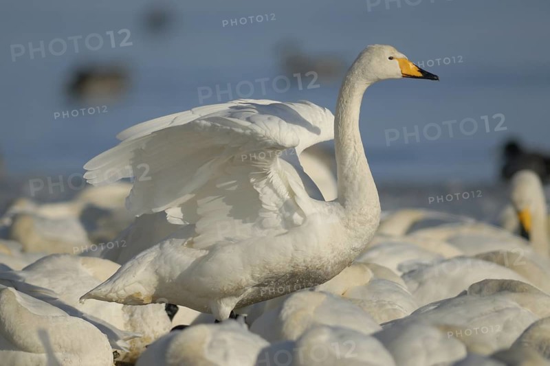Whooper Swan (Cygnus cygnus), Hokkaido, Japan