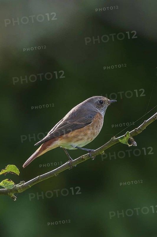 Common Redstart (Phoenicurus phoenicurus) juvenile male, Schleswig-Holstein, Germany