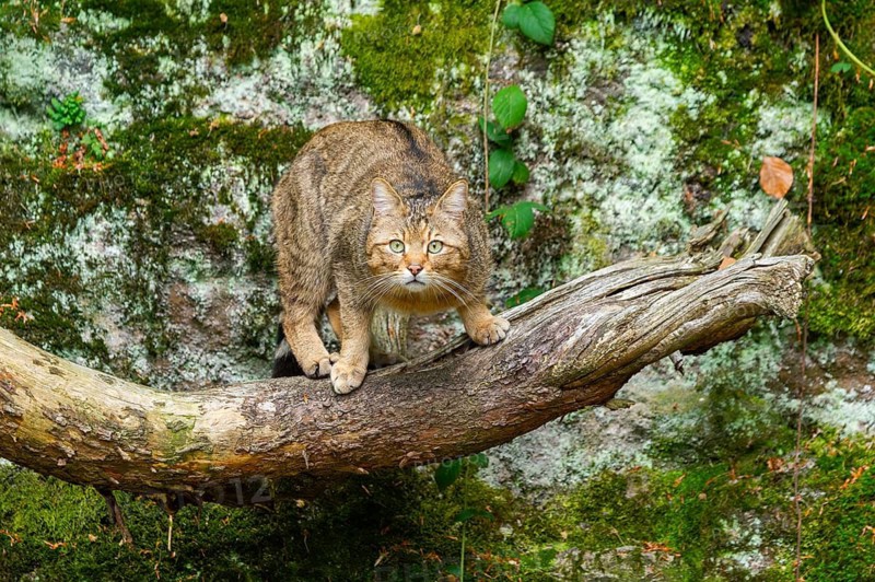 European wildcat (Felis silvestris silvestris) standing in a forest, Bavaria, Germany