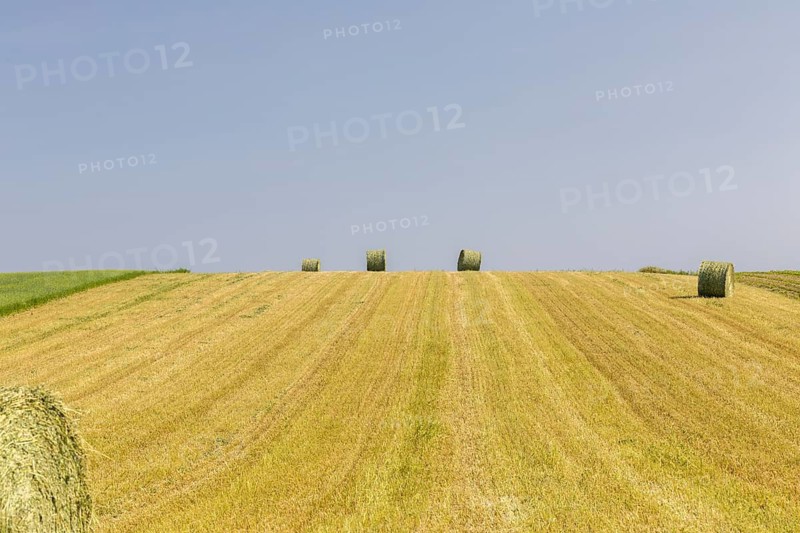 Field of harvested wheat crop with blue sky