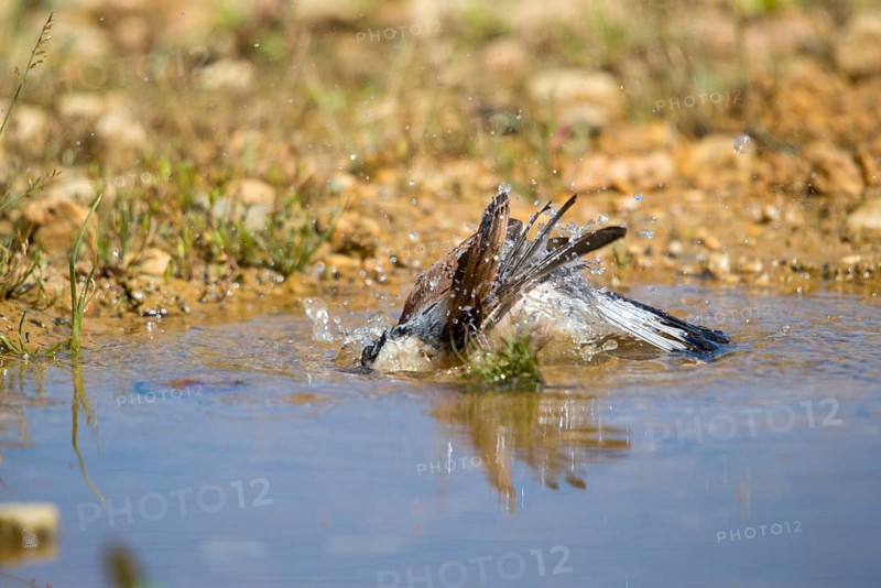 Lanius Collurio, red-backed shrike, redback shrike, bath, bird bath, birds, male, passeri, songbirds, songbirds, drinking, birdbath, birds, watering place, shrike