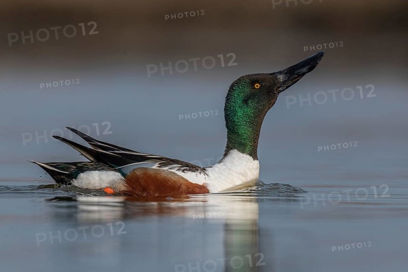 Northern Shoveler (Spatula clypeata) male, Schleswig-Holstein, Germany