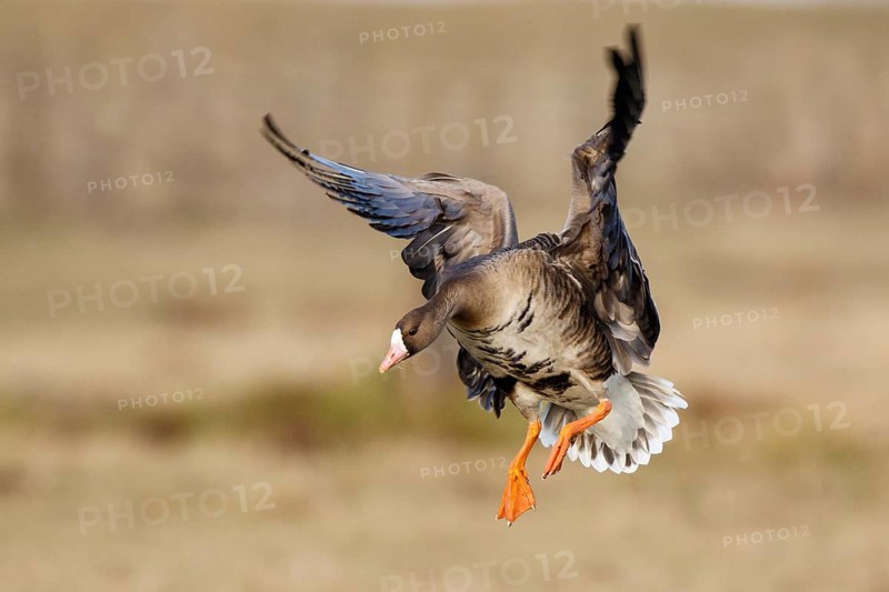 Greater White-fronted Goose (Anser albifrons) landing, North Rhine-Westphalia, Germany