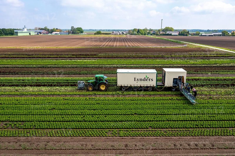 Harvesting Lollo Bianco lettuce, harvest workers cut off the lettuce heads, clean them and put them in boxes, they are washed in the trailer and packed for the customers, North Rhine-Westphalia, Germany