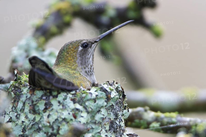Anna's Hummingbird (Calypte anna), USA