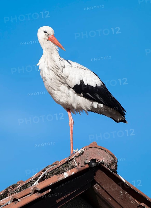 White stork (Ciconia ciconia) standing on the roof of a house, blue sky, Lower Saxony, Germany