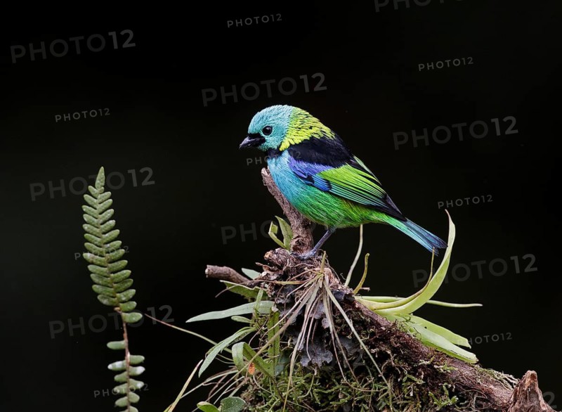 Green-headed Tanager (Tangara seledon) perched on a branch, Atlantic rainforest, Brazil