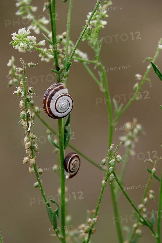 Small snails in the garden, July, Germany