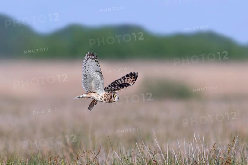 Short-eared owl (Asio flammeus) hunting adult flying over grassland with caught vole prey in its talons in spring