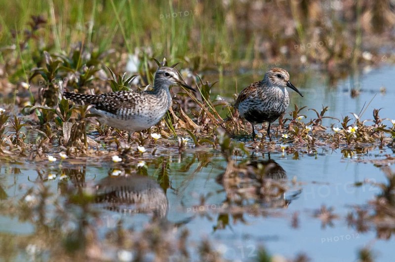 Alpine sandpipers, fractured water striders, calidris alpina, dunlin, tringa glareola, wood sandpipers, birds, charadriiformes, limicoles, snipe birds, scolopacidae, birds, waders, waders