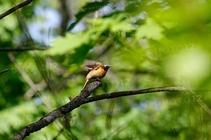 Redstart, male, spring, Germany