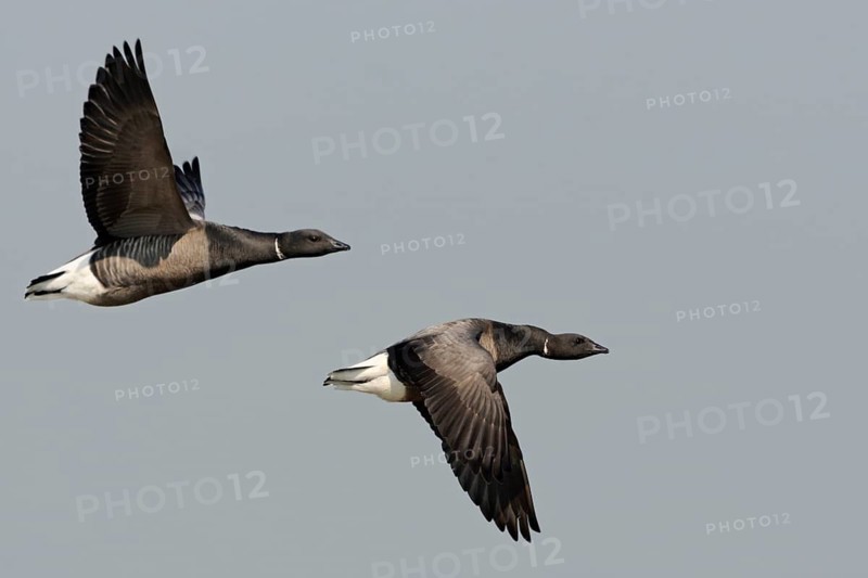 Brant Goose (Branta bernicla) flying, Netherlands