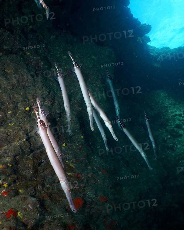 A group of Atlantic cornetfish (Aulostomus strigosus) swimming between lava rocks. Dive site Montana Amarilla, Costa del Silencio, Tenerife, Canary Islands, Spain