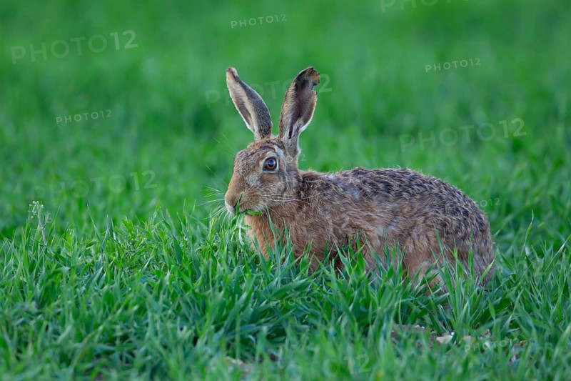 European brown hare (Lepus europaeus) adult animal feeding in a farmland cereal crop in summer, England, United Kingdom