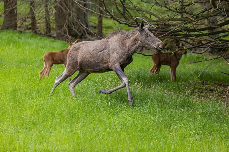 One adult female moose or elk, Alces alces, running, chasing away a male moose to protect her two babies
