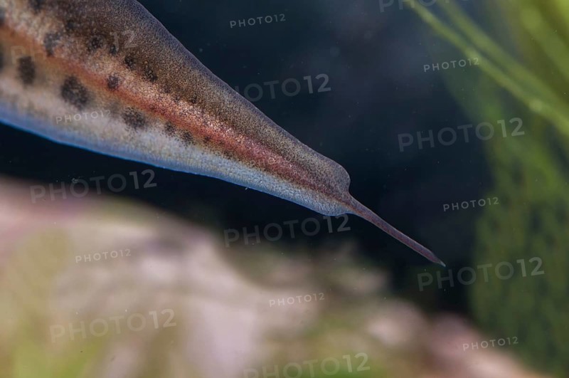 String newt, Lissotriton helveticus, palmate newt, Triturus helveticus, amphibians, amphibians, amphibians, amphibians, newts, newts, tailed amphibians, water newts