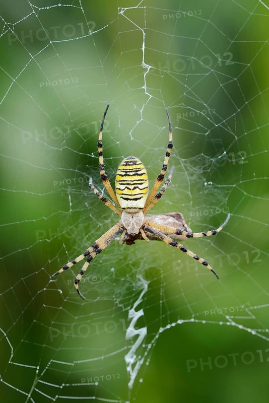 Wasp spider (Argiope bruennichi), female with prey in her web, North Rhine-Westphalia, Germany