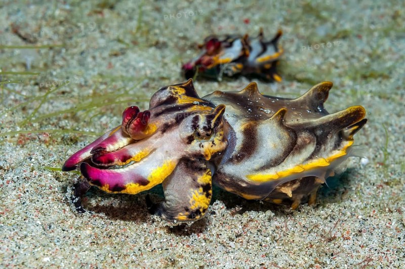 Underwater photo of a pair of peppered sepia (Metasepia pfefferi) Flamboyant sepia, rear male, front larger female, Pacific Ocean, Philippine Sea, Philippines