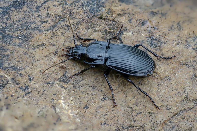 Abax parallelepipedus, broad beetle, carabidae, large broad beetle, large board runner, parallel-sided ground beetle, black shoulder-strider, beetle, coleoptera, insects, beetles, ground beetles
