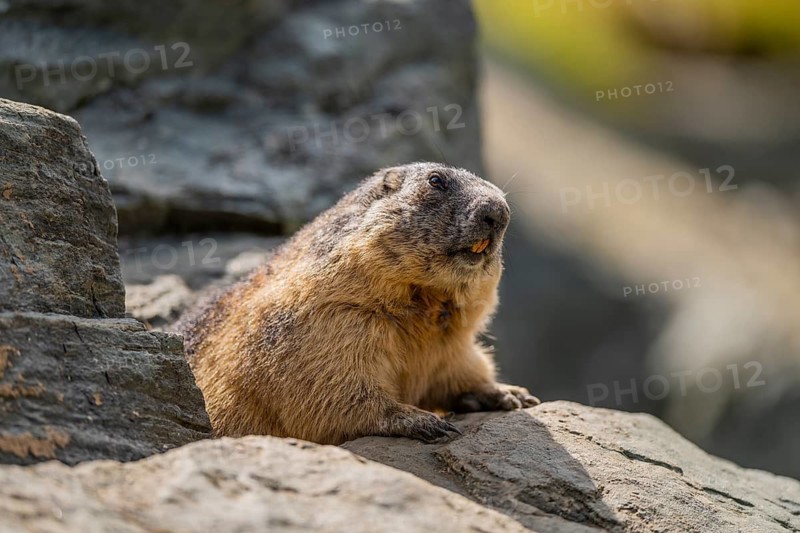 Alpine marmot (Marmota marmota) in autumn, Grossglockner, High Tauern National Park, Austria