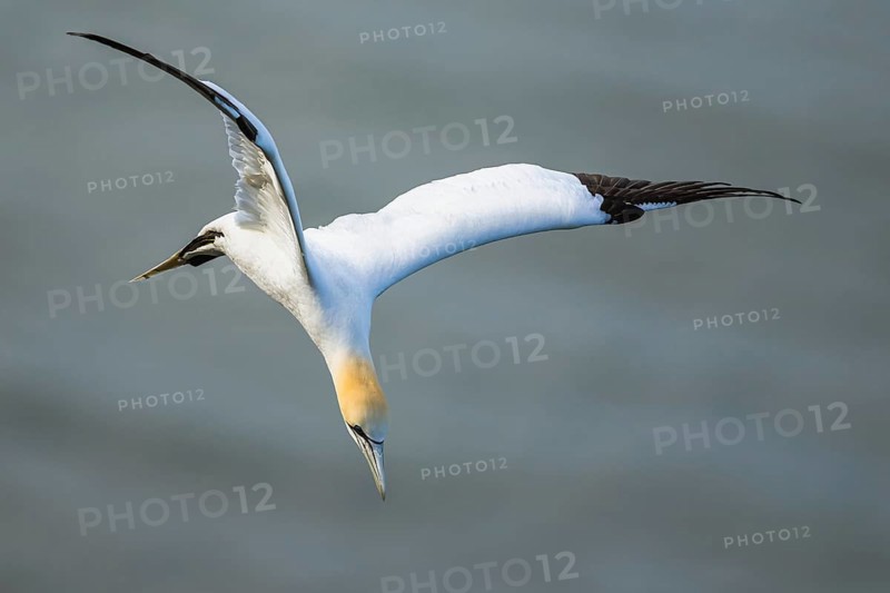Northern Gannet, Morus bassanus, bird in flight over sea, Bempton Cliffs, North Yorkshire, England, United Kingdom