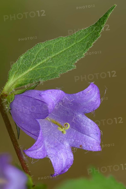 Campanula trachelium, campanulaceae, bellflower family, nettle leaved bellflower, flora, high size, vertical format, plants