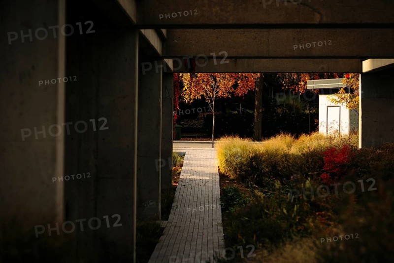 A serene view of an urban concrete walkway framed by fall foliage in Montreal. The vibrant autumn colors contrast with the stark architecture, creating a peaceful ambiance