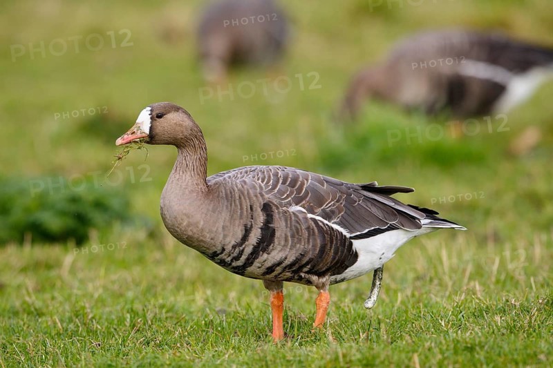 Greater White-fronted Goose (Anser albifrons) foraging, North Rhine-Westphalia, Germany