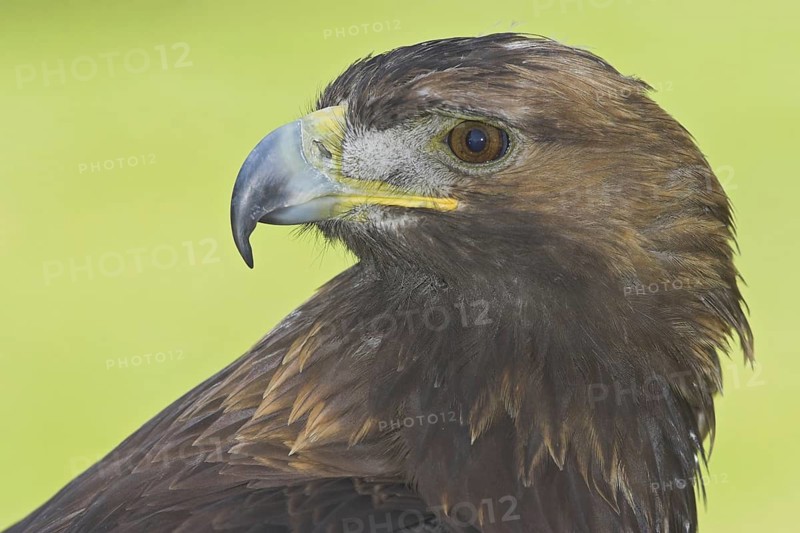 Golden Eagle (Aquila chrysaetos), Alberta, Canada